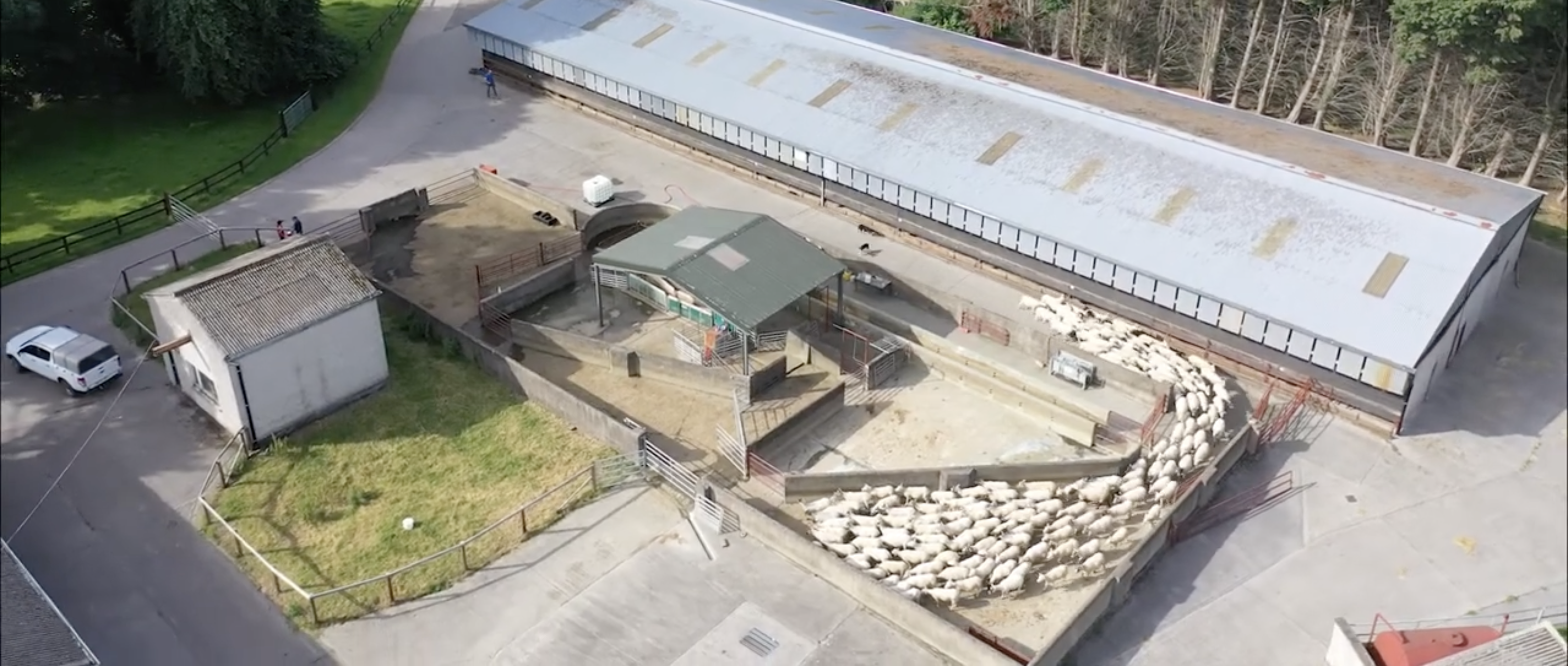 Sheep Facilities